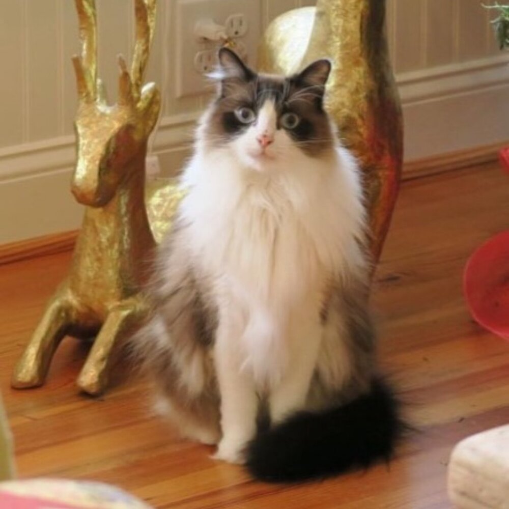 Meet your Posher, Sydney